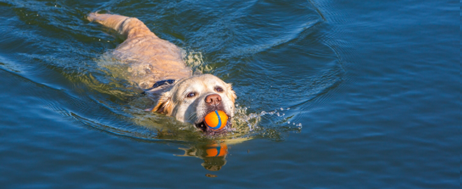Plávanie s psími parťákov