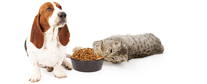 Prečo mačka a pes nemôžu jesť z jednej misky?