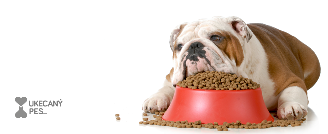 Vyberáme krmivo pre kastrovaného psa | SpokojnyPes.sk
