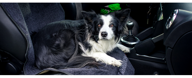 Ako ochrániť sedačku v aute proti psím chlpom? Pet Rebellion ponúka riešenie