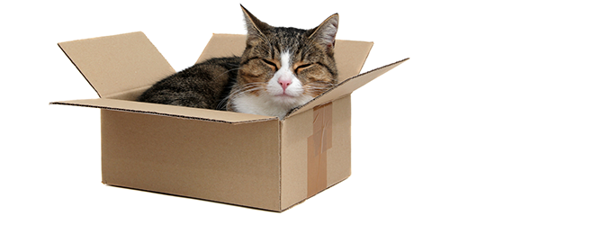 Rozlúštili sme tajomstvo: Prečo mačky milujú krabice?