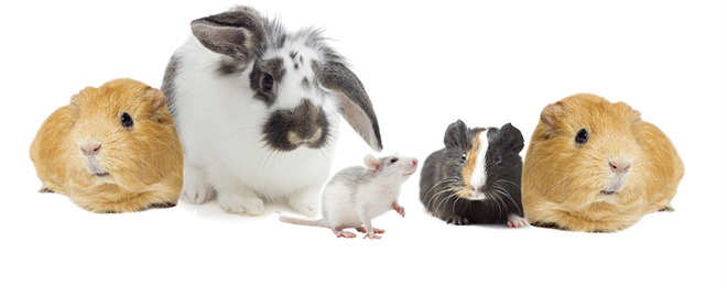 Ako vycvičiť králika, morča alebo potkana?