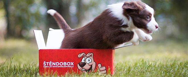 Štendoboxy: čarovné krabičky pre šteňatá