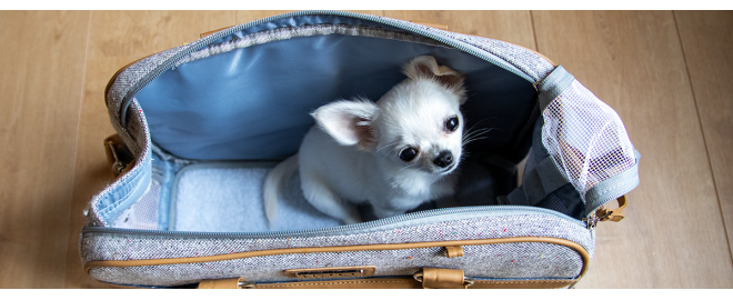 Trixie Helen: Aká je táto elegantná taška na malého psíka?