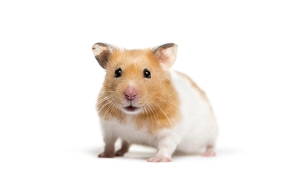Škrečky 🐹
