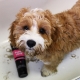 Animology Puppy Love šampón 250 ml