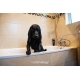 Animology Top Dog kondicionér 250 ml