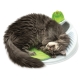 Catit Design Senses Wellness centrum pre mačky 50 cm