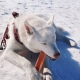 Explorer Dog himalájska maškrta veľ. L