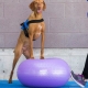 FitPaws Donut Trax fialový 55 cm