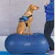 FitPaws Peanut Trax žltý 70 cm
