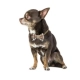 Funky Dog Burberry hnedý kockovaný psí motýlik L