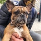 Funky Dog Burberry hnedý kockovaný psí motýlik M