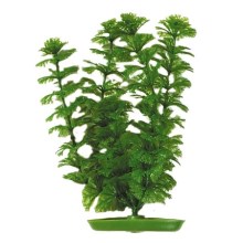 Hagen rastlina Ambulia 20 cm Hagen rastlina Ambulia 20 cm