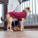 Hunter Malmö sveter pre psov 25 cm vínový