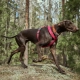 Hurtta Casual ECO obojok škoricový 45-55 cm
