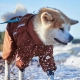 Hurtta Mudventure ECO overal pre psov pávia zeleň 65M
