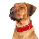 Kay-line kožený obojok Red Pepper veľ. 45 (35-40 cm)