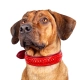 Kay-line kožený obojok Red Pepper veľ. 60 (45-52 cm)