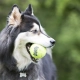 Kong Airdog tenisová loptička veľ. M