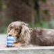 Kong Puppy gumová hračka MIX farieb veľ. S