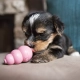 Kong Puppy gumová hračka MIX farieb veľ. S