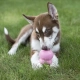 Kong Puppy gumová hračka MIX farieb veľ. S
