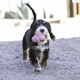 Kong Puppy gumová hračka MIX farieb veľ. S