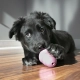 Kong Puppy gumová hračka MIX farieb veľ. S
