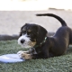 Kong Puppy gumový lietajúci tanier MIX farieb 18 cm