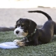 Kong Puppy gumový lietajúci tanier MIX farieb 18 cm
