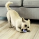 Kong Puppy Rope loptička pre šteňatá MIX farieb veľ. S