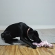 Kong Puppy Rope preťahovadlo pre šteňatá MIX farieb veľ. M