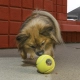 Kong Rewards Tennis plniaca lopta veľ. S