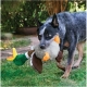 Kong Shakers plyšová hračka pre psov kačica 45 cm