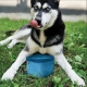 Kurgo Zippy Bowl cestovná miska pre psov modrá 1,4 l
