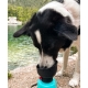 Lesotc cestovná fľaša s miskou 2v1 tyrkysová 600 ml