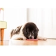 LickiMat Buddy Large lízacia podložka tyrkysová 28 cm
