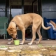 LickiMat Yoggie Pot lízací kelímok tyrkysový 9 cm