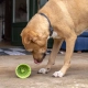 LickiMat Yoggie Pot lízací kelímok tyrkysový 9 cm