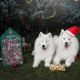 Mapes adventný kalendár 280 g