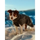 Non-stop oblečok Wool Dog Jacket 55 cm