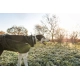 Non-stop oblečok Wool Dog Jacket 65 cm