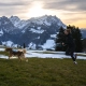 Non-stop Trail Light Dog Backpack veľ. M