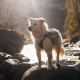 Non-stop Trail Light Dog Backpack veľ. M