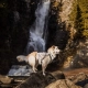 Non-stop Trail Light Dog Backpack veľ. M