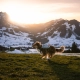 Non-stop Trail Light Dog Backpack veľ. M
