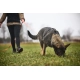 Non-stop Working Dog postroj Line Grip veľ. 5