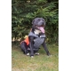 Oblečok Frankie XL oranžovo-sivý 50 cm