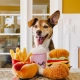 P.L.A.Y. hračka pre psy Hot Dog 16 cm